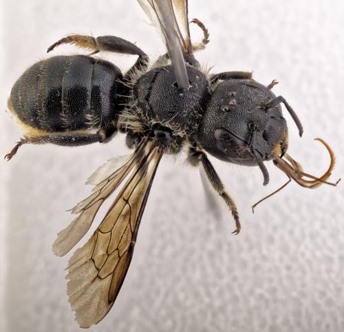 Réf. 316 025 : Osmia leaiana